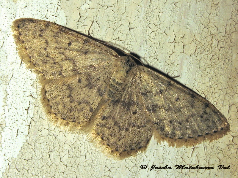 Geometridae 2 da id: Scopula (Calothysanis) marginepunctata